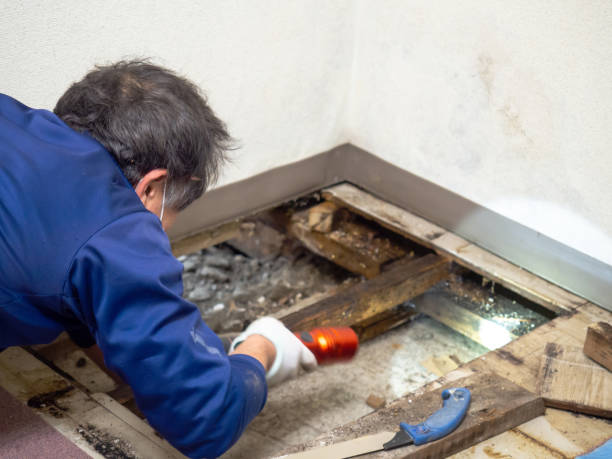 Best Affordable Mold Removal  in Clifton, IL