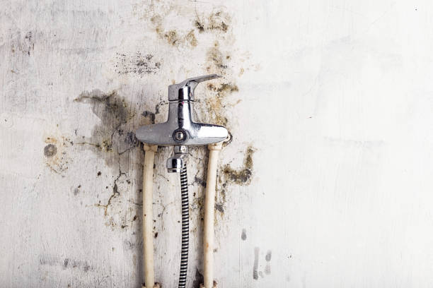 Best Best Mold Removal Companies  in Clifton, IL