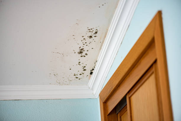 Best Mold Remediation  in Clifton, IL