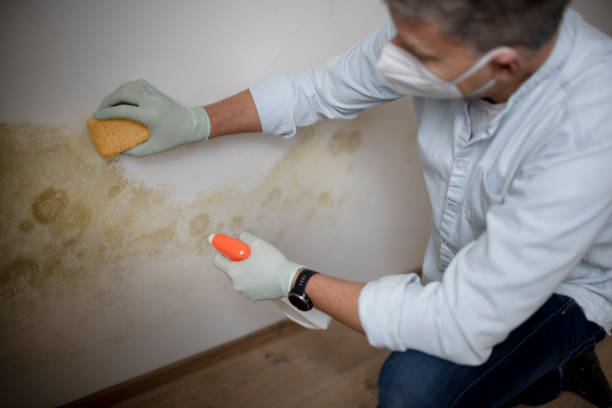 Best Commercial Mold Removal  in Clifton, IL