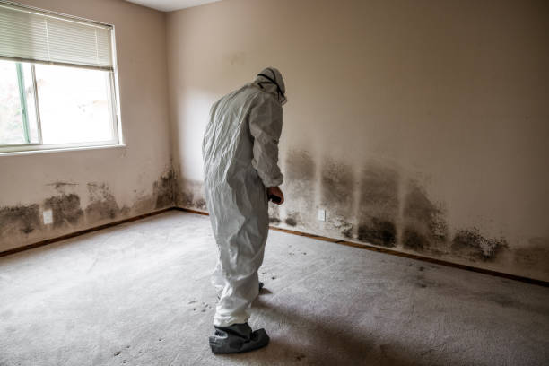 Best Certified Mold Removal  in Clifton, IL