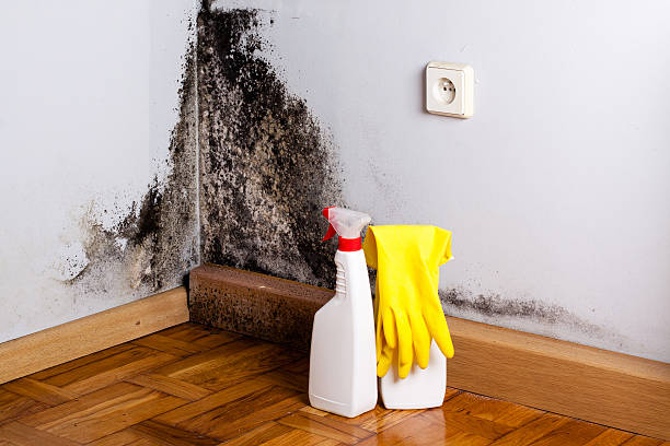 Best Crawl Space Mold Removal  in Clifton, IL
