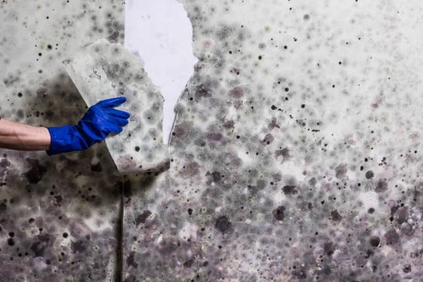 Best Professional Mold Removal  in Clifton, IL