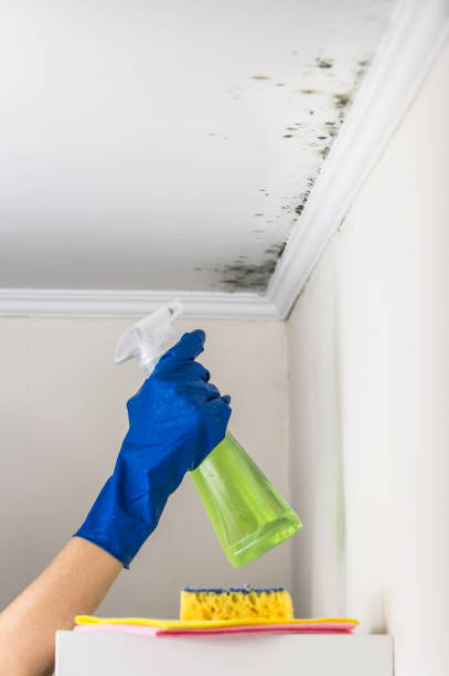 Best Residential Mold Removal  in Clifton, IL